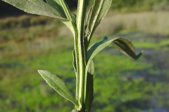 Stem-of-Sneezeweed