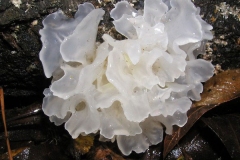 Closer-view-of-Snow-Fungus