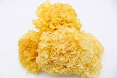 Dried-Snow-Fungus