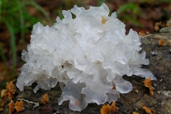 Snow-fungus