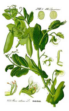 Plant-Illustration-of-Pea