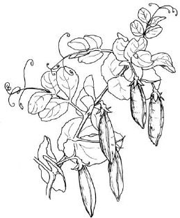 Sketch-of-Snow-Peas