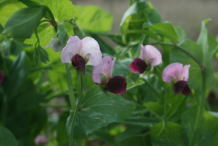 Flower-of-Snow-Pea