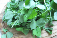 Leaves-of-Snow-Peas