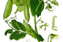 Plant-Illustration-of-Pea