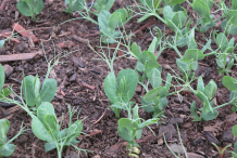 Small-Snow-pea-Plant