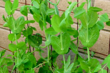 Snow-Pea-Shoot