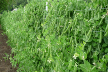 Snow-Peas-Farming