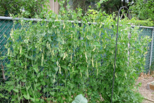 Snow-pea-plant