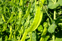 Sweet-Peas-on-the-plant