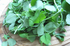 Leaves-of-Snow-Peas