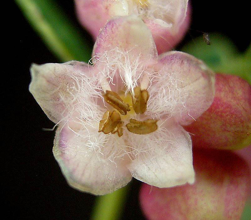 Closer-view-of-flower-of-snowberry