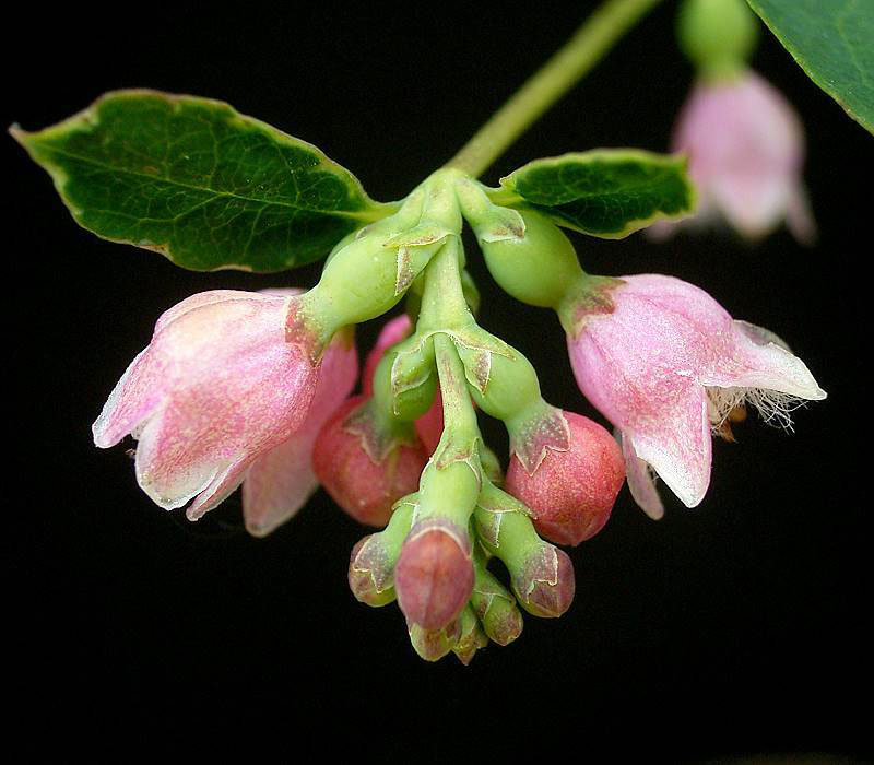 Flower-of-Snowberry