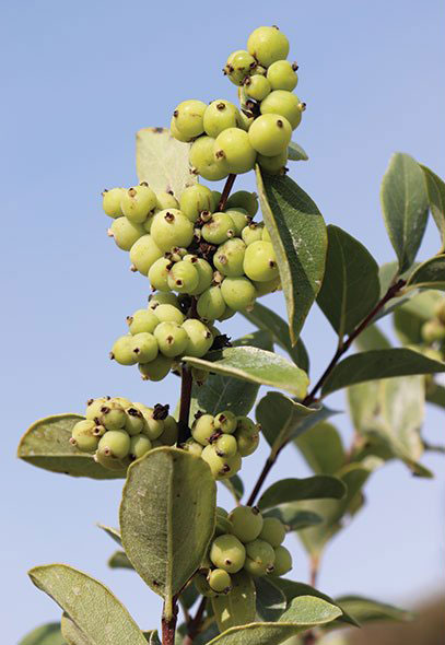 Immature-fruits-of-Snowberry