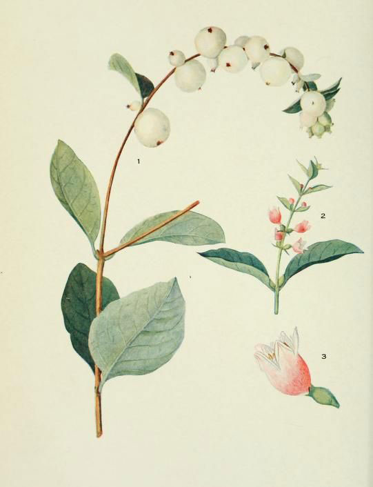 Plant-Illustration-of-Snowberry