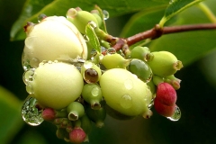 Bunch-of-maturing-fruits-of-Snowberry