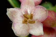 Closer-view-of-flower-of-snowberry