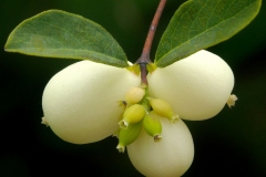 Closer-view-of-fruit-of-Snowberry