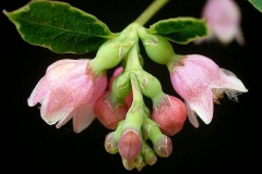 Flower-of-Snowberry