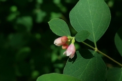Flowering-buds-of-Snowberry