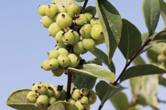 Immature-fruits-of-Snowberry