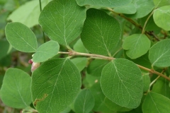 Leaves-of-Snowberry