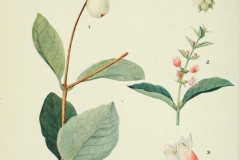 Plant-Illustration-of-Snowberry