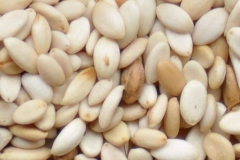 Seeds-of-Snowberry
