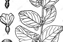 Sketch-of-Snowberry