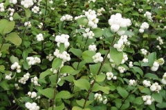 Snowberry-plant-growing-wild
