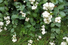 Snowberry-plant