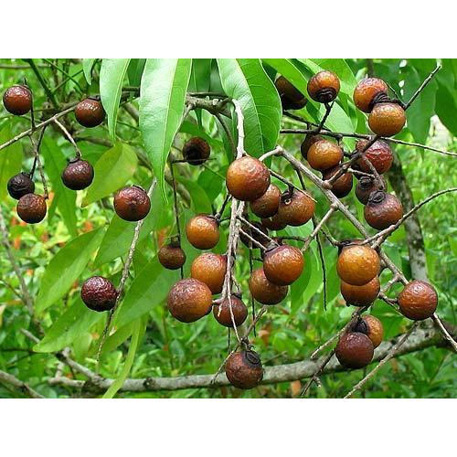 Soap Nut facts and health benefits