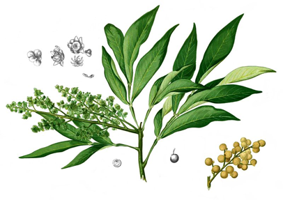 Plant-illustration-of-Soap-nuts