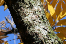 Bark-of-Soap-Nut-plant