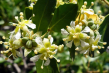 Flower-of-Soap-Nut-plant