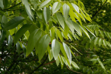 Leaves-of-Soap-Nut