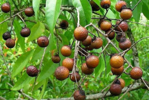 Mature-Soap-Nut-on-the-plant