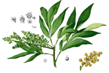 Plant-illustration-of-Soap-nuts