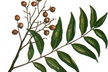 Sketch-of-Soap-Nut