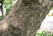 Trunk-of-Soap-Nut-Plant
