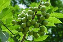 Unripe-soapnuts