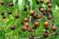 Mature-Soap-Nut-on-the-plant