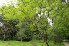 Young-Soap-Nut-plant