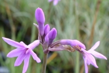 Flower-bud-of-Society-garlic