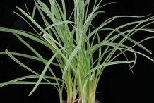Leaves-of-Society-garlic