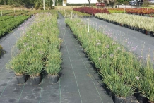 Society-garlic-farm
