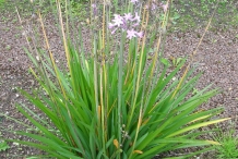 Society-garlic-plant
