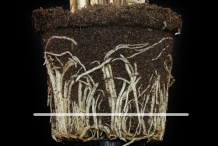 Society-garlic-roots