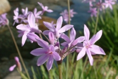 Flowers-of-Society-garlic