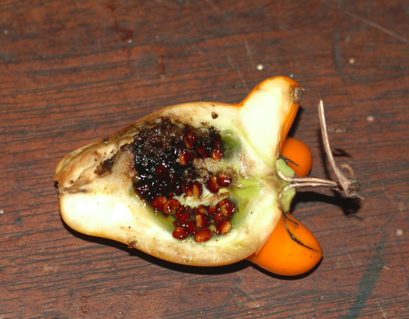 Solanum-mammosum-half-cut